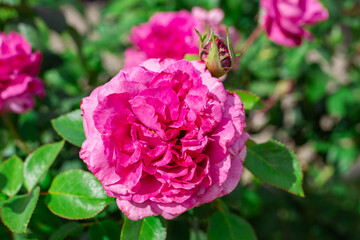 A close-up of a vibrant pink rose surrounded by greenery and a bud opening