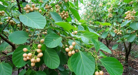 popular indian gujarati food curry subji and pickle fruit known in india and africa as gunda, manjack, snotty gobbles, glue berry, indian cheery, lasura or geduri on tree at farm field