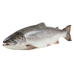 Naklejka premium Freshly caught salmon isolated on a transparent background, ready for cooking.