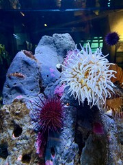 coral reef in aquarium