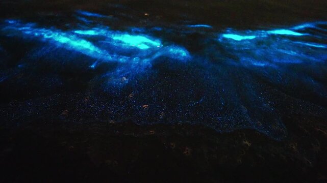 Bioluminescence (Noctiluca scintillans) in the waves