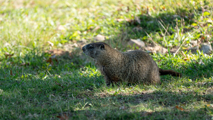 Ground Hog Foraging in Short Grass
