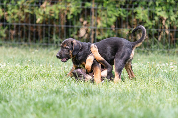 Two young rescued puppies have a play fight on the lawn at their foster home during their free  time