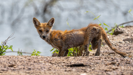 red fox with mange