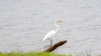 Great Egret Standing in Water