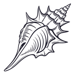 Seashell line art graphic conch marine