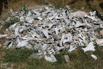 Accumulation of animal bones, animal bones on the ground
