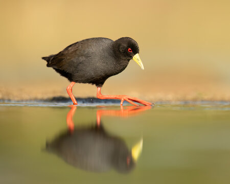 The black crake (Zapornia flavirostra) is a waterbird in the rail and crake family, Rallidae. It breeds in most of sub-Saharan Africa except in very arid areas