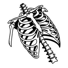 Black and white illustration of a human rib cage skeleton