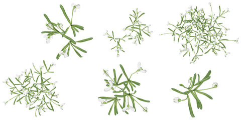 Naklejka premium Collection of galanrhus plants on transparent background from the top view