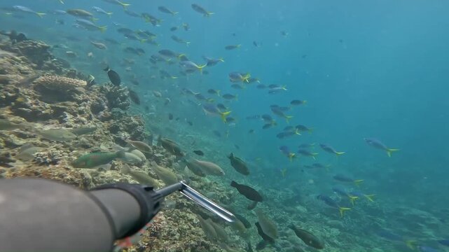 Diver prepares to spearfish in vibrant underwater scenery. Clear waters reveal a large school of fish swimming nearby. Experience the thrilling moments of this marine hunt.