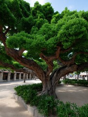 Fototapeta premium Majestic divi divi tree in Aruba, Caribbean.