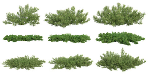 Collection of juniperus plants on transparent background