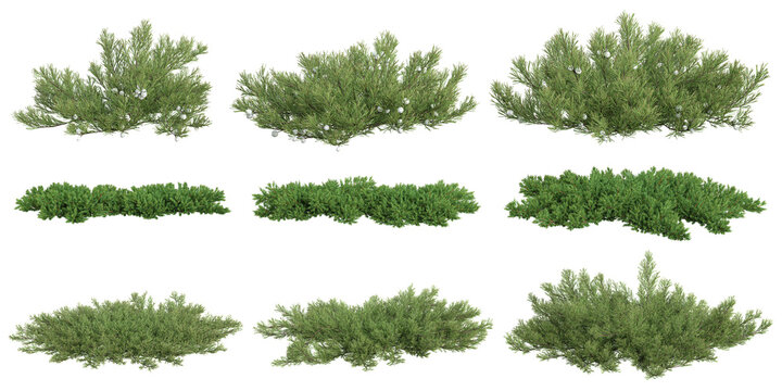 Collection of juniperus plants on transparent background