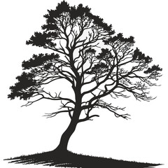 Obraz premium Black silhouette of a pine tree on white background