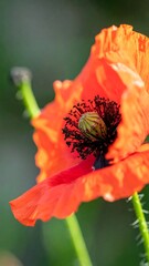 Close-up of a vibrant orange-red poppy flower, showcasing its intricate center