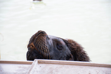 Close-up on the face of a sea lion in the port of Punta Del Este in Uruguay