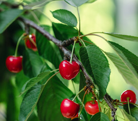 Fresh bunch ripe red cherries hanging on branch with green leaves background. Summer fruit harvest natural garden environment.