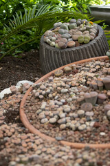 Multiple pots with lithops succulents placed on garden soil with natural greenery. Decorative display, warm daylight. For banner, ecommerce, print.