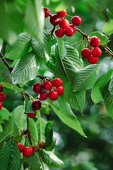 Branch full ripe red cherries green leaves against background sunlight. Summer fruit harvest in natural garden environment.