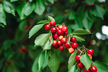 Obraz premium Branch full ripe red cherries green leaves against background sunlight. Summer fruit harvest in natural garden environment.