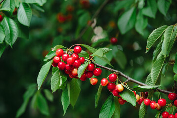 Branch full ripe red cherries green leaves against background sunlight. Summer fruit harvest in natural garden environment.