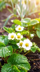 Delicate white strawberry blossoms in a garden bed