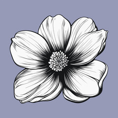 Elegant Hand-Drawn Anemone Flower Illustration