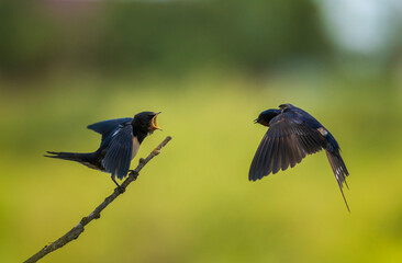 swallow carries insects in its beak to its chick sitting on a branch on a sunny summer day