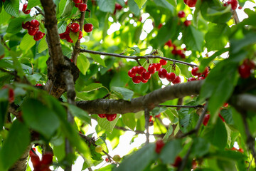 Branch full ripe red cherries green leaves against background sunlight. Summer fruit harvest in natural garden environment.