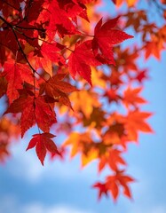 Vibrant autumn leaves against a clear sky