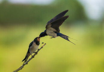 A swallow feeds its chick sitting on a branch with insects after arriving on a summer day