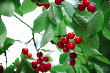 Branch full ripe red cherries green leaves against background sunlight. Summer fruit harvest in natural garden environment.