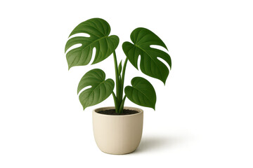 Lush Monstera plant in white ceramic pot, isolated on transparent background