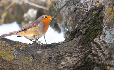 Bird on a branch