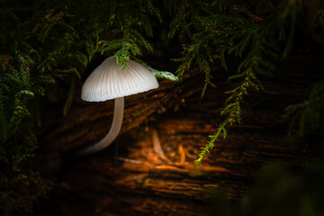 Small forest mushrooms illuminated in the forest