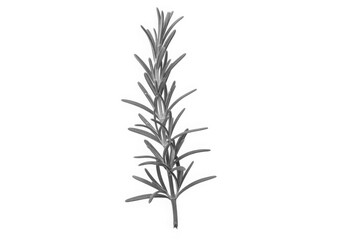 Naklejka premium A detailed illustration of a rosemary sprig, its needlelike leaves and slender stem, isolated on a white background for culinary use