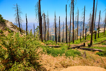 Sequoia National Park Forest Fire Aftermath with Burned Trees and Mountain Landscape