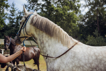 Close-up of a horse muzzle with visible nostrils and whiskers in natural light, detailed texture of animal skin and fur outdoors