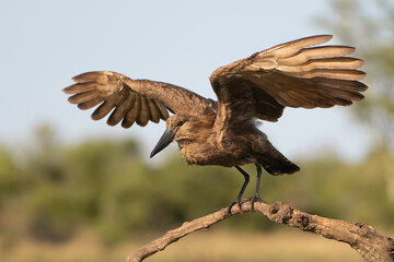 Hamerkop (Scopus umbretta) medium-sized waterbird with brown plumage. It is found in mainland Africa, Madagascar and Arabia, living in a wide variety of wetlands.