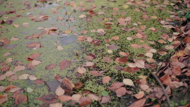 Autumn pool covered with fallen leaves and tiny seeds, duckweed spreading across water surface, calm forest edge scene, muted greens and browns, tranquil nature texture ideal for meditation