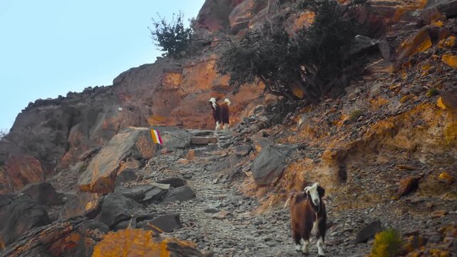 Footage of the famous Balcony Walk (W6 trail) in Al Khitaym, Oman. This scenic hiking trail follows the rim of the spectacular Al Nakhur Canyon, often referred to as Oman's Grand Canyon,  offering bre