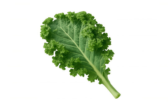 Fresh green kale leaf, a raw superfood and organic vegetable for healthy eating and nutrition