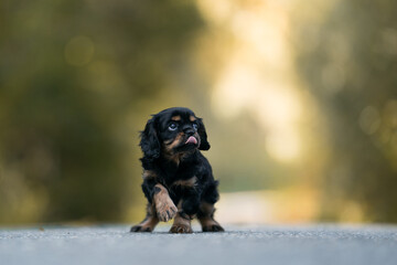 black tan cavalier king Charles spaniel puppy (stress situation)