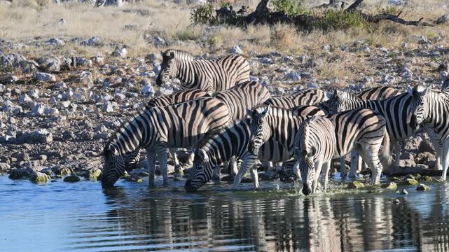 Plain zebras at waterhole,  zebras drinking from a puddle,  Equus quagga,  zebra, savannah, , Etosha, Namibia