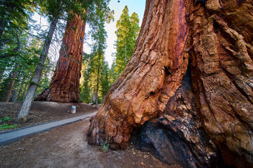 Giant Sequoia Trees Trail of 100 Giants Pathway and Forest Detail