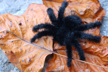 Fuzzy, black fake spider on orange leaves.