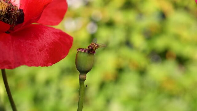 Hoverfly perched on green poppy seed pod beside red petal