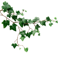 Green ivy leaves stretching gracefully against a white background provide a natural touch to home decor and design