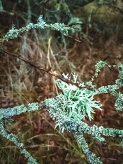 Tree branches covered in green moss. Suitable for backgrounds: Halloween, Christmas, depressing themes, and articles.